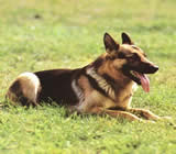 Adestramento de cães em Itatiba